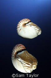 Nautilus Pompilus.....20mm lens twin strobes. by Sam Taylor 